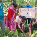 पौधे लगाने की रस्म अदायगी काफी नहीं, रखरखाव का दायित्व निभाना भी जरूरी